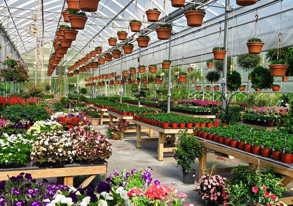 Inside Our Greenhouse