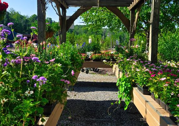 Perennial Walk Under the Pergola