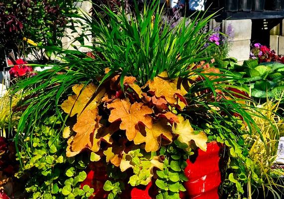 Seasonal Container Planting