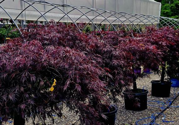 Japanese maples at Kent Countryside Nursery