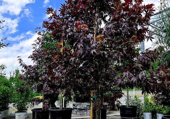 Specimen Purple Shade Trees