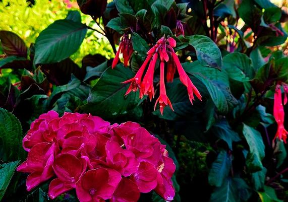 Summer Color in the Garden Center