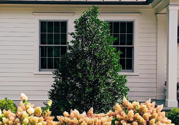 Hydrangea & Evergreen Accent Bed