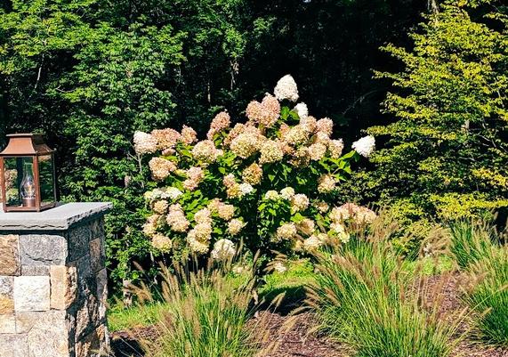 Hydrangea Bed by the Stone Pillar