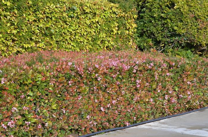 Abelia x grandiflora 'Kaleidoscope' - Glossy Abeila