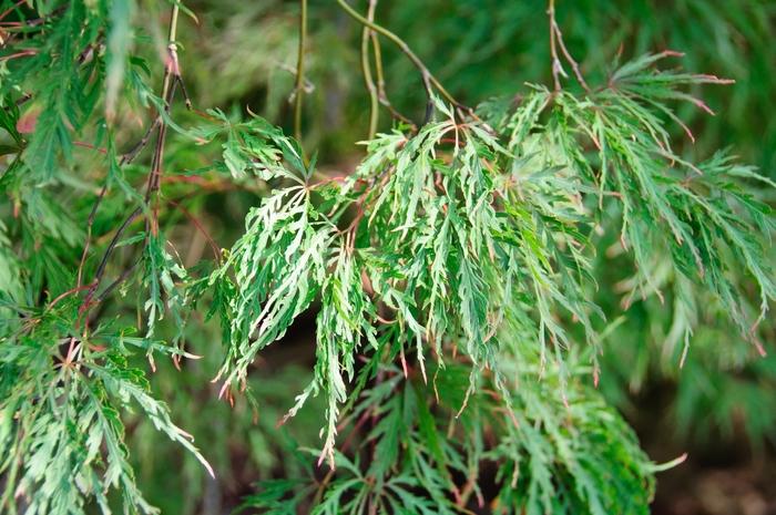 Acer palmatum Mikawa Yatsubusa