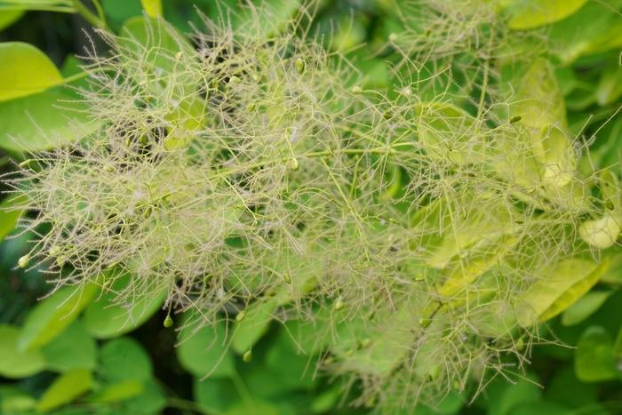 Cotinus coggygria Winecraft Gold&reg;