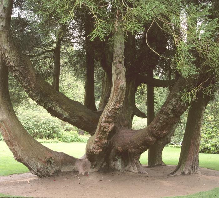 Cryptomeria japonica 