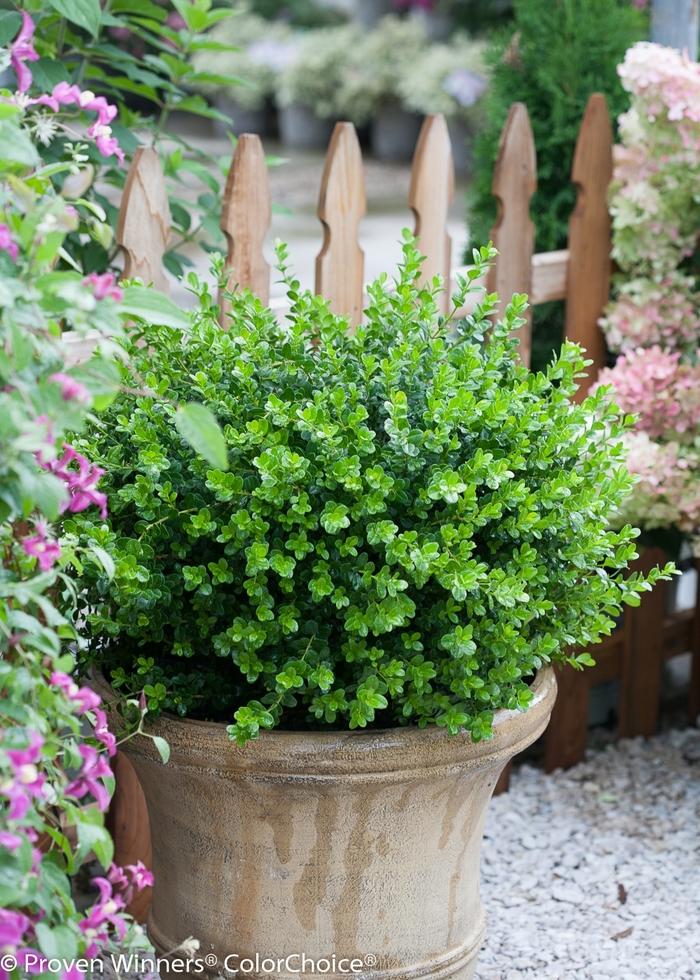 Cytisus scoparius Moonlight