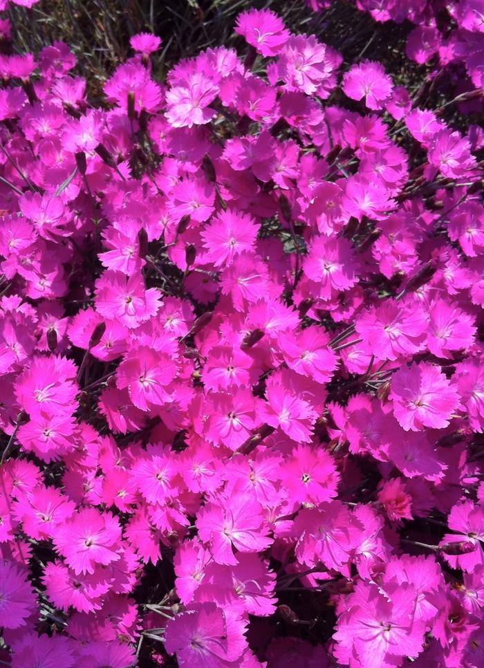 Dianthus gratianopolitanus Fire Witch