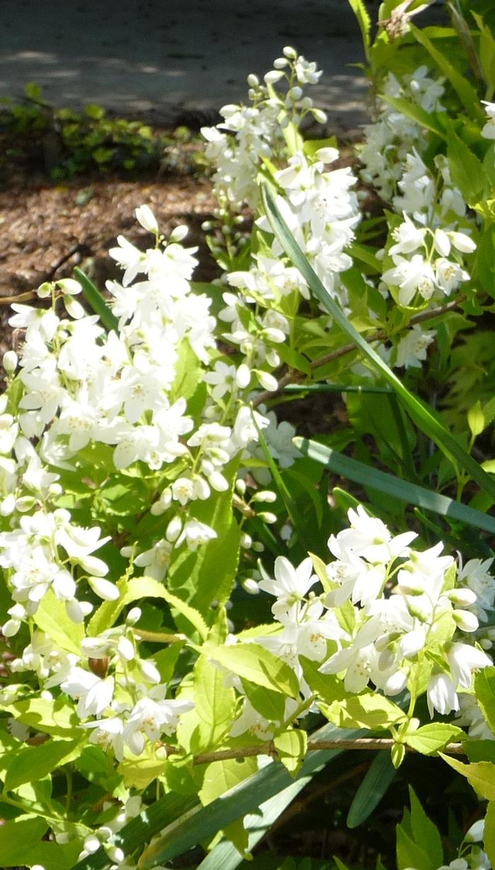 Deutzia gracilis Chardonnay Pearls&reg;