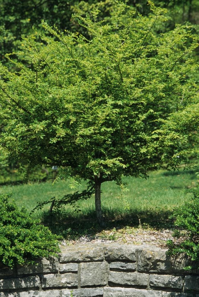 Euonymus alatus 