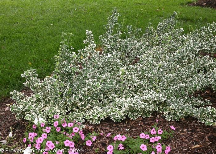 Euonymus fortunei White Album&reg;