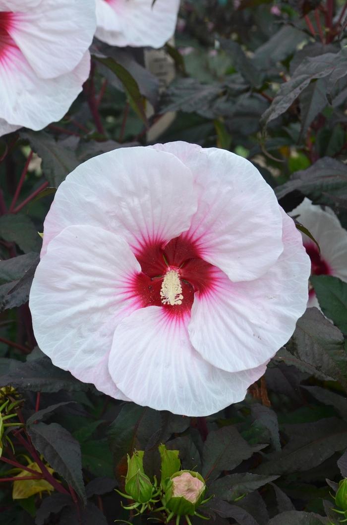 Hibiscus Mocha Moon