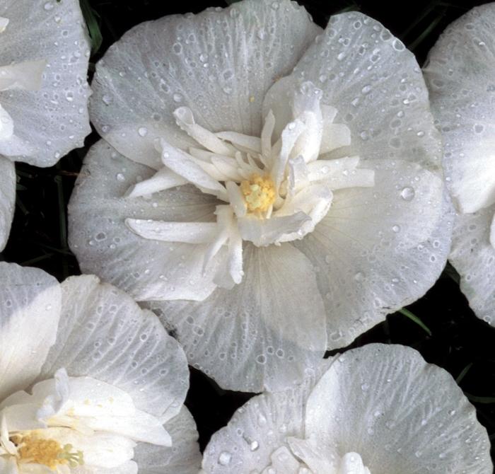 Hibiscus syriacus Amplissimus