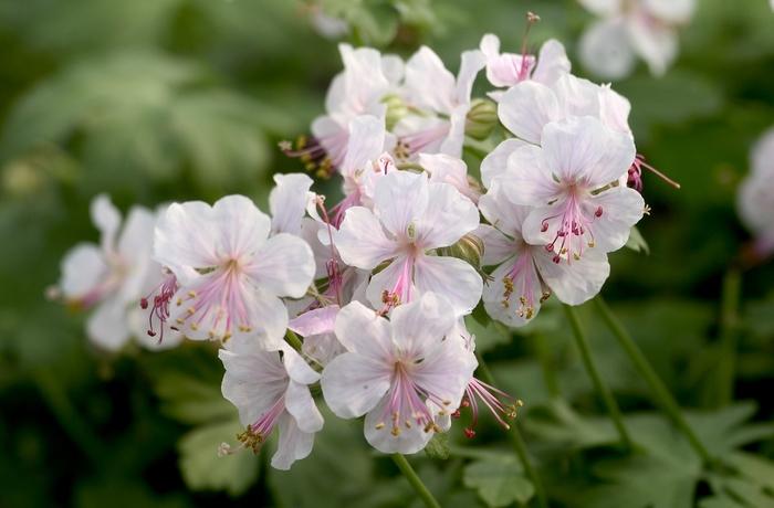 Hibiscus syriacus Morning Star