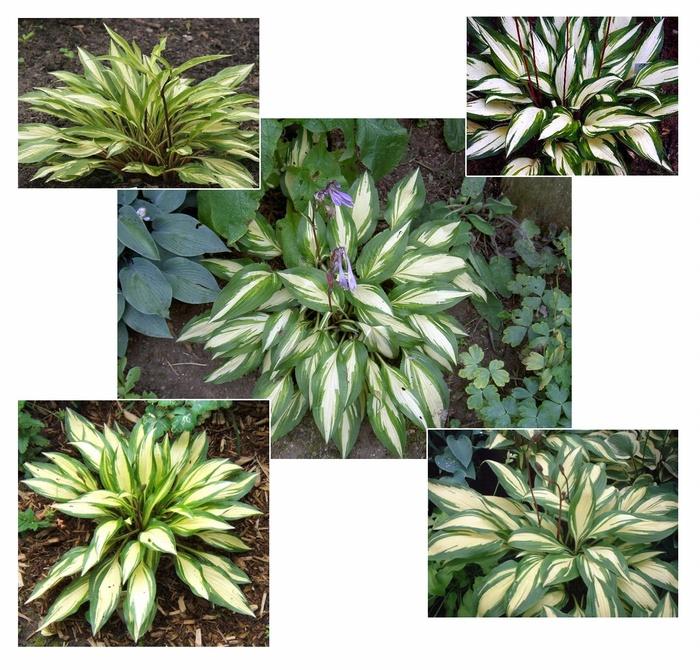 Hosta Cherry Berry