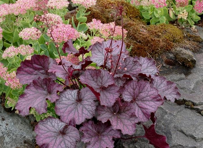 Hydrangea serrata Pink Dynamo