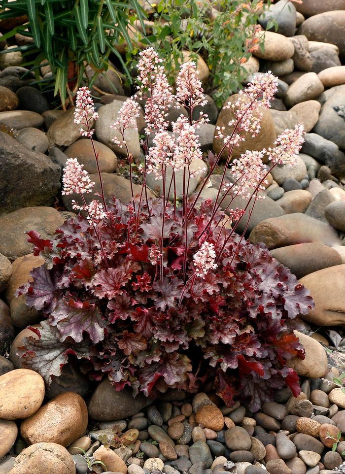 Hydrangea quercifolia Munchkin