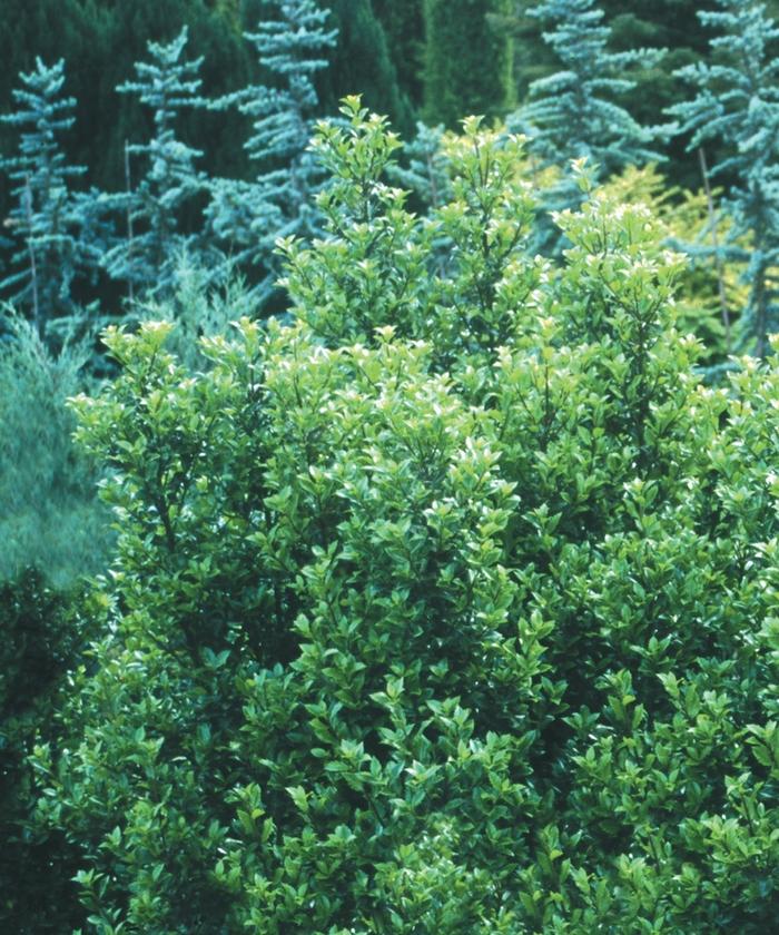 Ilex x meserveae Castle Wall&reg;