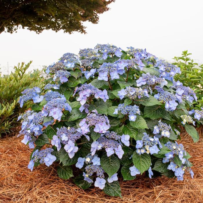Ilex glabra Nordic&trade;