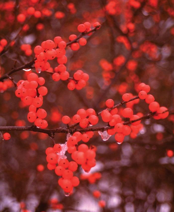 Ilex verticillata Berry Heavy&reg;