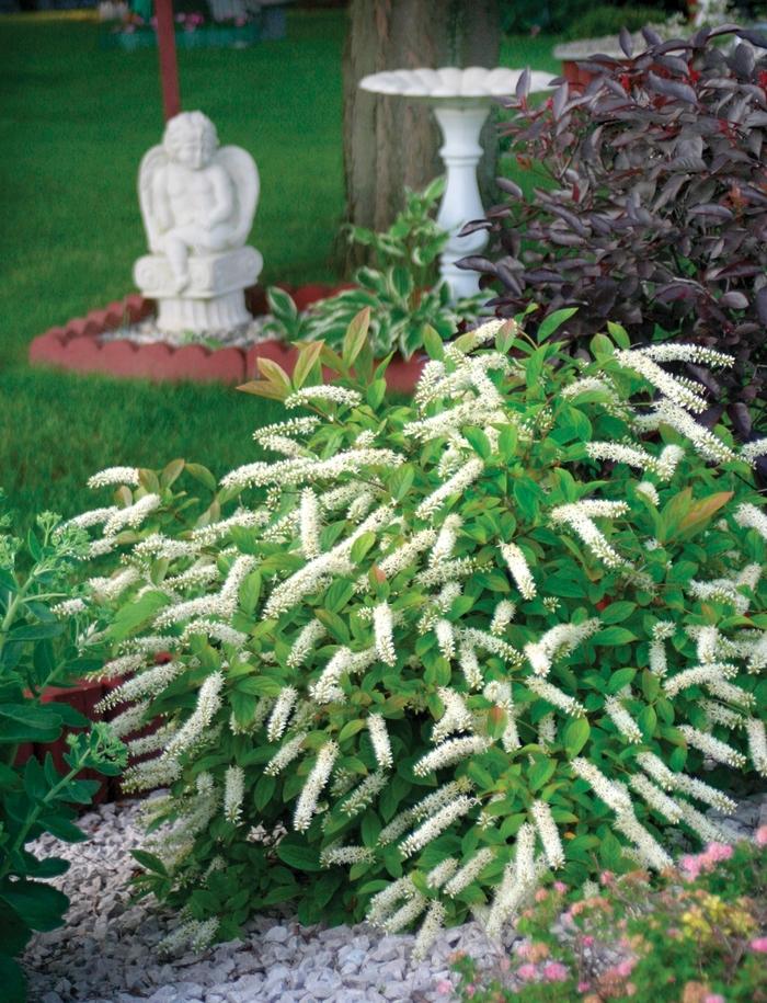 Itea virginica Little Henry&reg;
