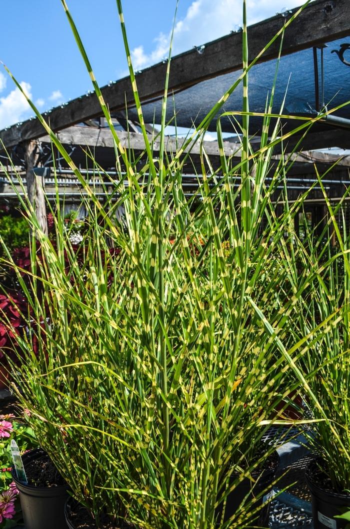 Juniperus squamata Blue Star