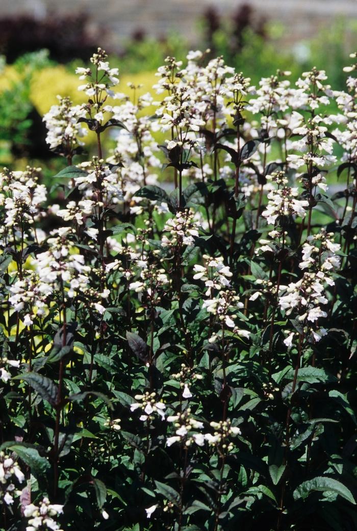 Lamium maculatum Purple Dragon