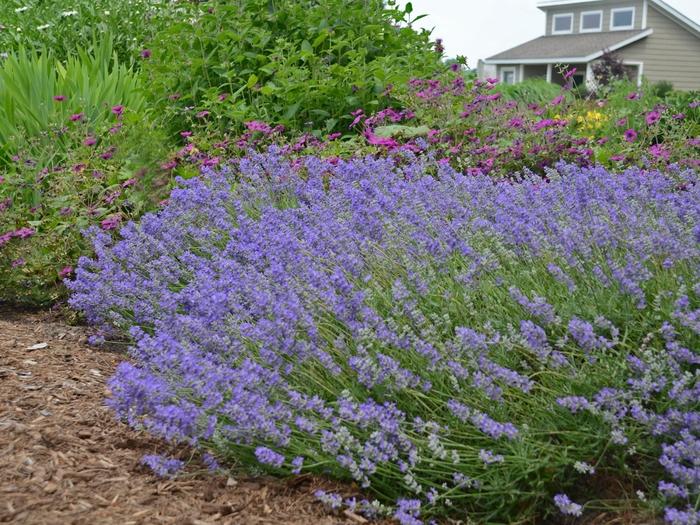 Lavandula angustifolia 