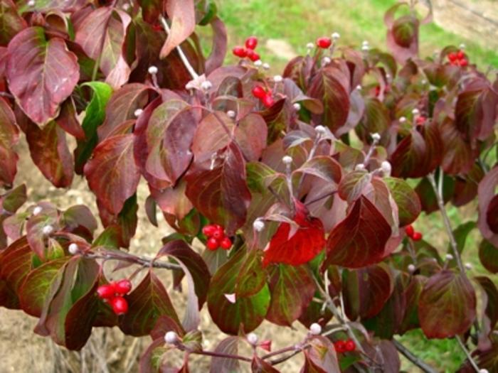 Leucothoe axillaris 