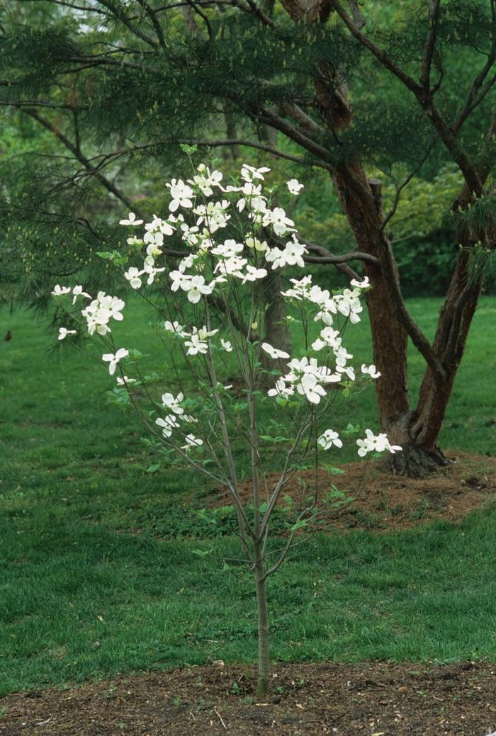 Leucothoe fontanesiana 