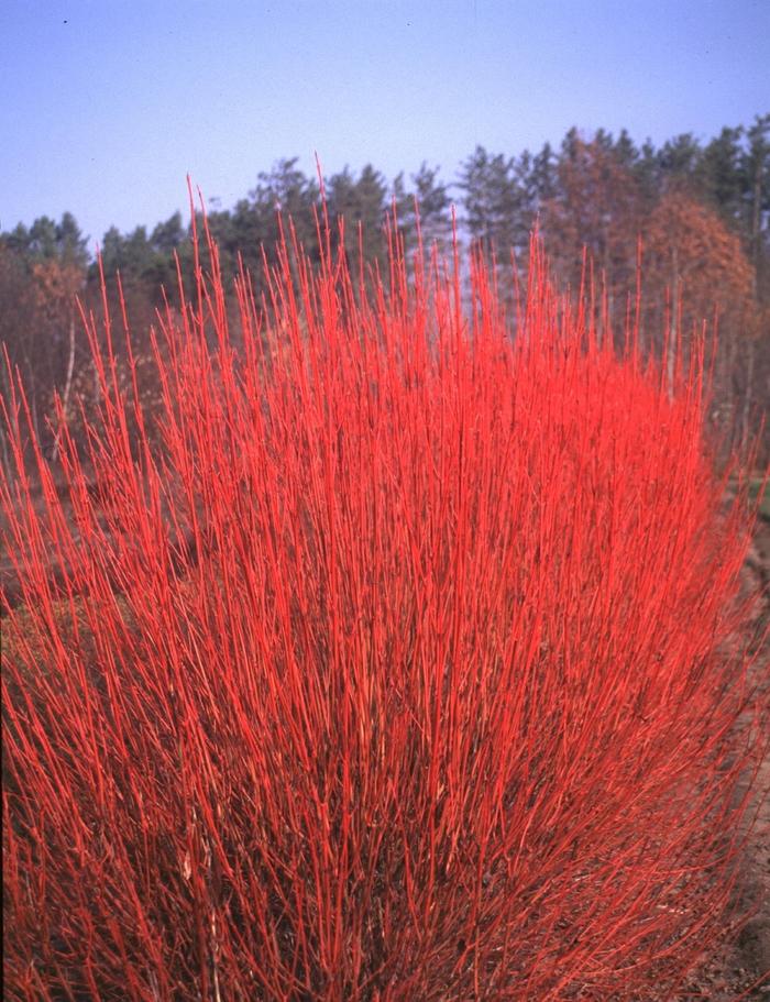 Liquidambar styraciflua Happidaze&trade;