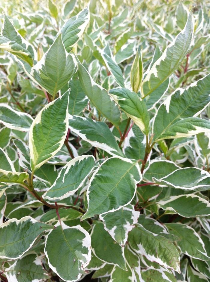 Lonicera periclymenum Berries Jubilee