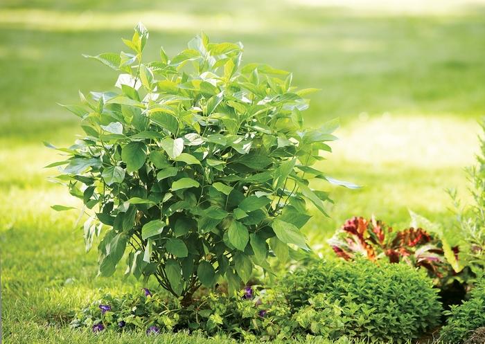 Lonicera nitida Thunderbolt
