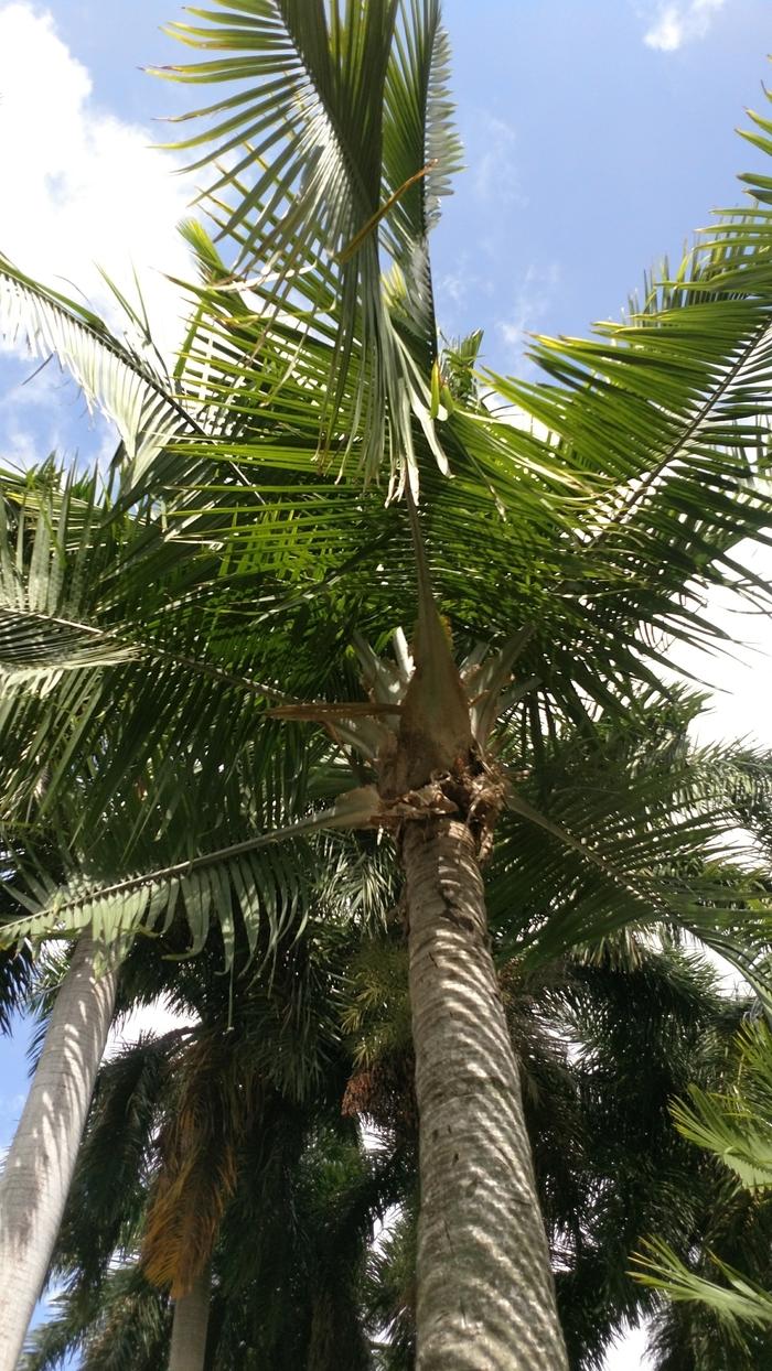 Ravenea rivularis 
