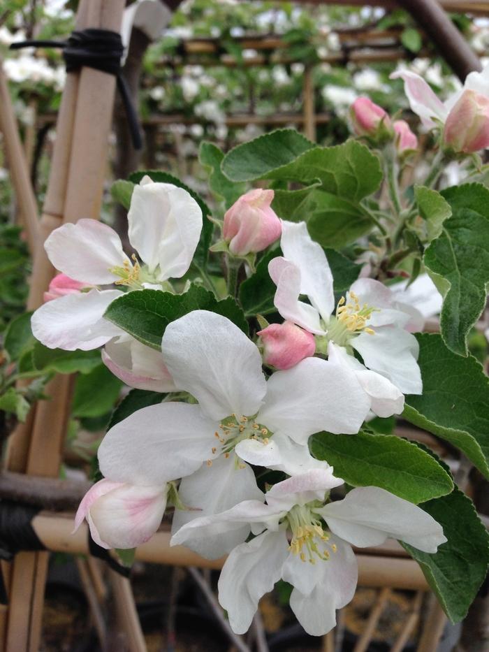 Malus domestica Lodi