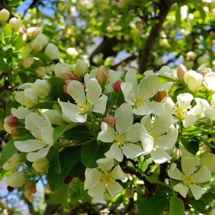 Malus Sugar Tyme&trade;