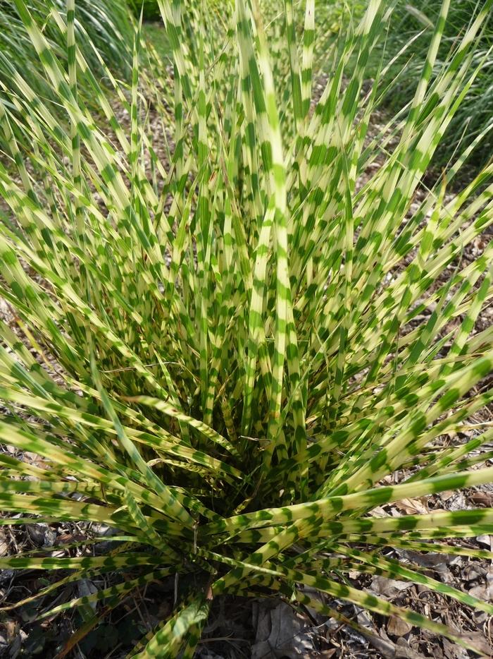 Miscanthus sinensis Gold Bar