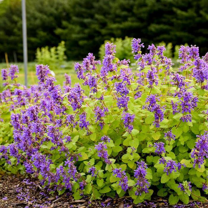 Nepeta x faassenii Chartreuse on the Loose