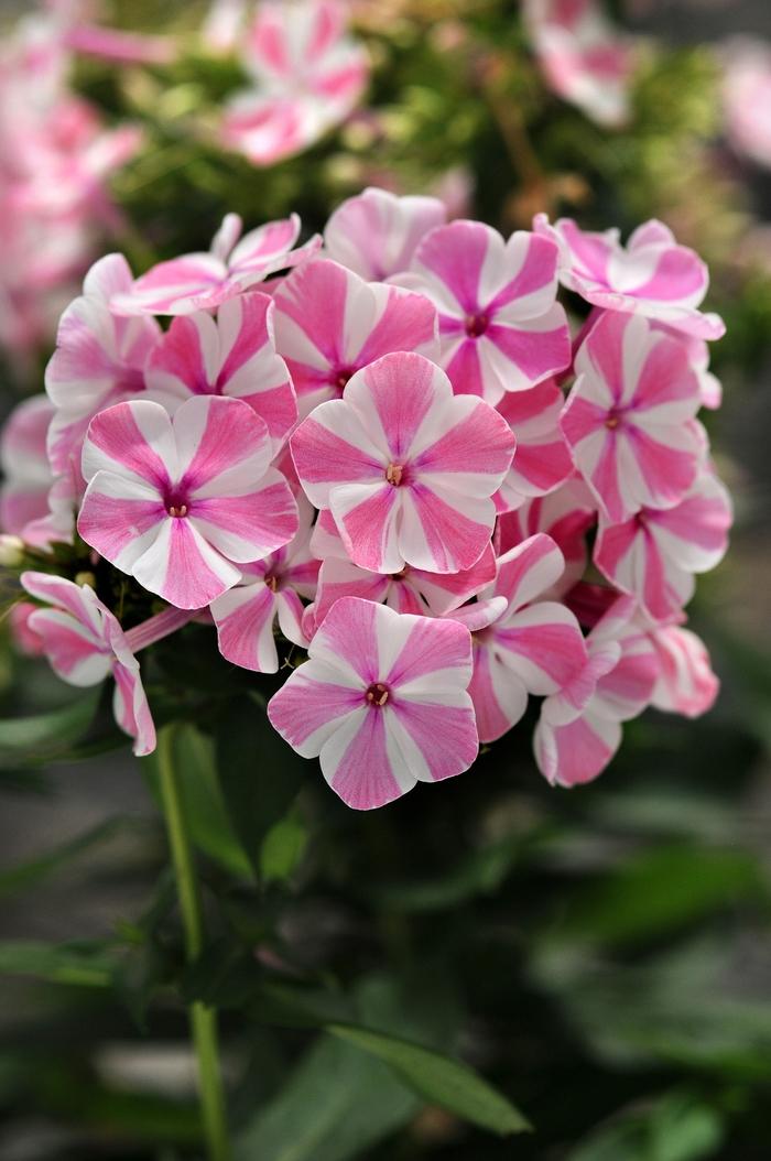 Phlox paniculata Peppermint Twist