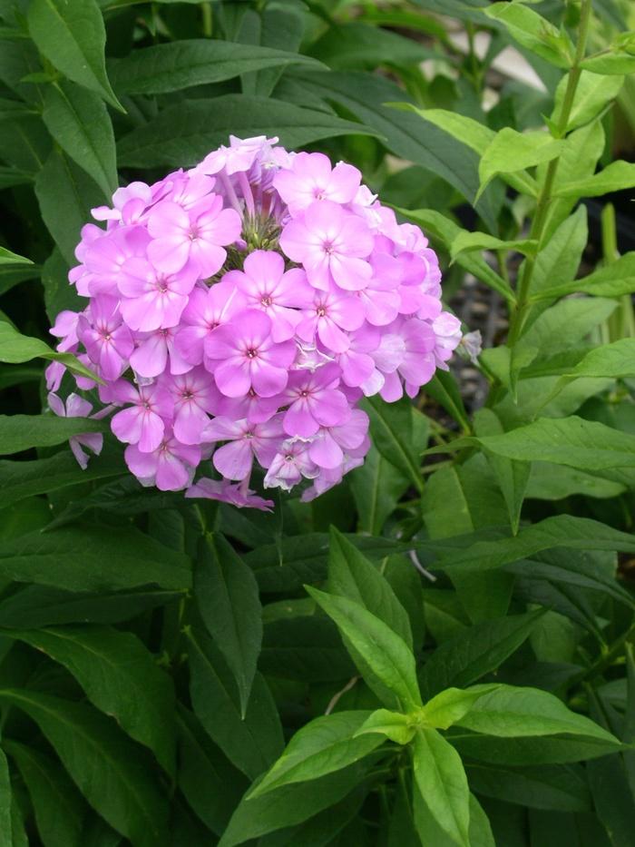 Phlox paniculata David's Lavender