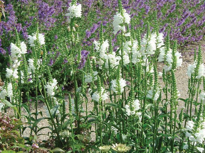 Phlox subulata Amazing Grace