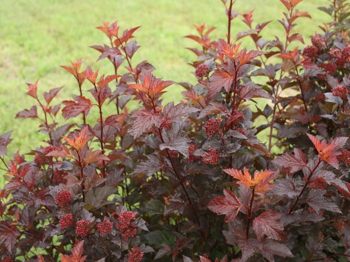 Physocarpus opulifolius Ginger Wine&reg;
