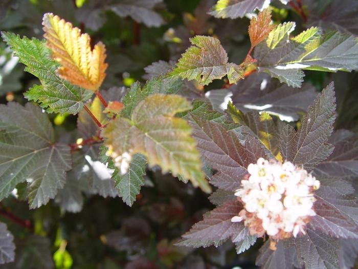 Physocarpus opulifolius Panther&reg;