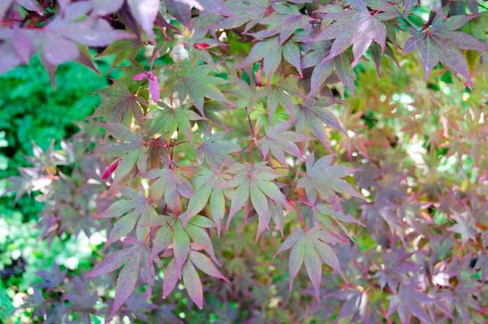 Abelia x grandiflora 'Tres Amigos™' - Abelia