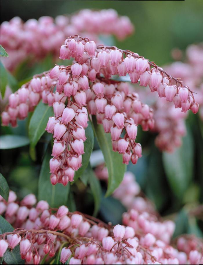 Pieris japonica Katsura