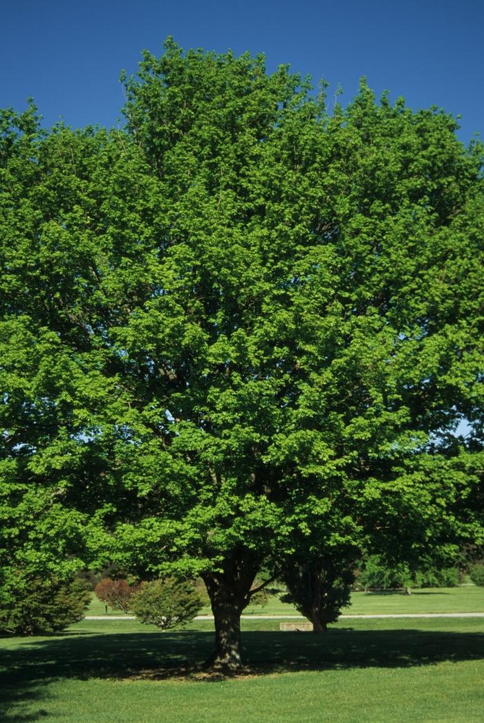 Prunus avium Rainier