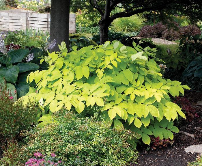 Prunus domestica Green Gage