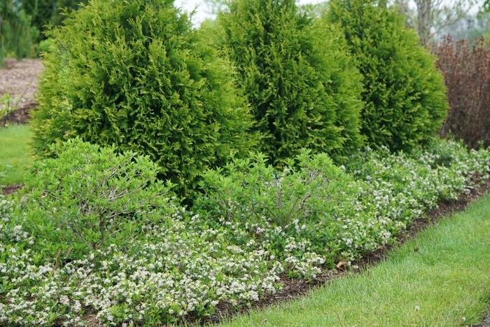 Prunus laurocerasus Skinny Skip&reg;